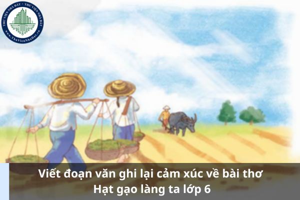 Viết đoạn văn ghi lại cảm xúc về bài thơ Hạt gạo làng ta lớp 6 (Ảnh từ Internet)