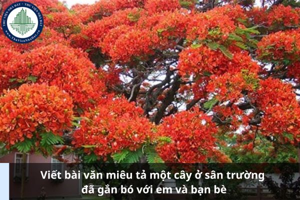 Viết bài văn miêu tả một cây ở sân trường đã gắn bó với em và bạn bè (Ảnh từ Internet)