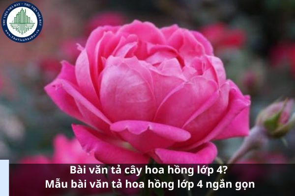 Bài văn tả cây hoa hồng lớp 4? Mẫu bài văn tả hoa hồng lớp 4 ngắn gọn (Ảnh từ Internet)