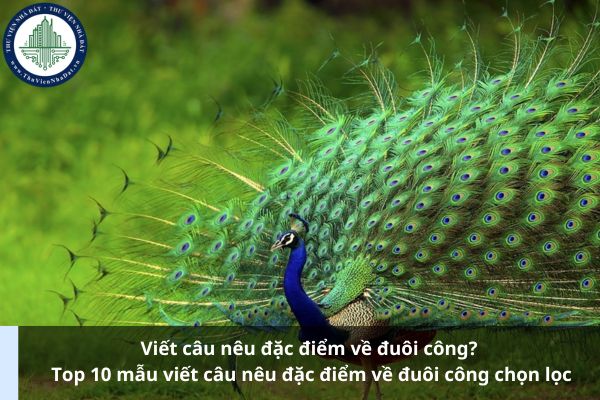 Viết câu nêu đặc điểm về đuôi công? Top 10 mẫu viết câu nêu đặc điểm về đuôi công chọn lọc 