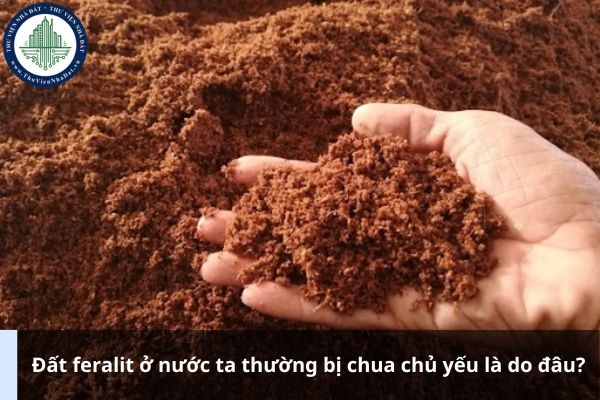 Đất feralit ở nước ta thường bị chua chủ yếu là do đâu?