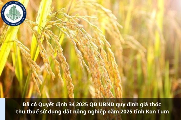Đã có Quyết định 34 2025 QĐ UBND quy định giá thóc thu thuế sử dụng đất nông nghiệp năm 2025 tỉnh Kon Tum