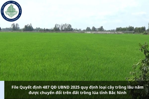 File Quyết định 487 QĐ UBND 2025 quy định loại cây trồng lâu năm được chuyển đổi trên đất trồng lúa tỉnh Bắc Ninh