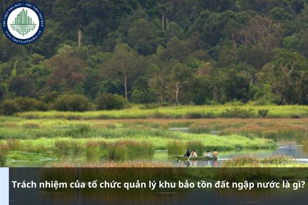 Trách nhiệm của tổ chức quản lý khu bảo tồn đất ngập nước là gì?