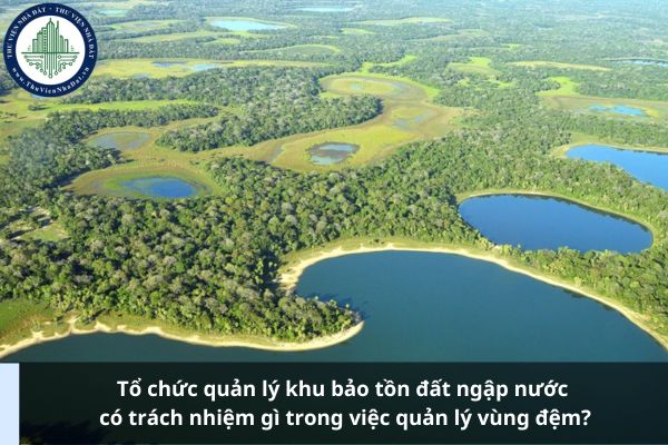 Tổ chức quản lý khu bảo tồn đất ngập nước có trách nhiệm gì trong việc quản lý vùng đệm?