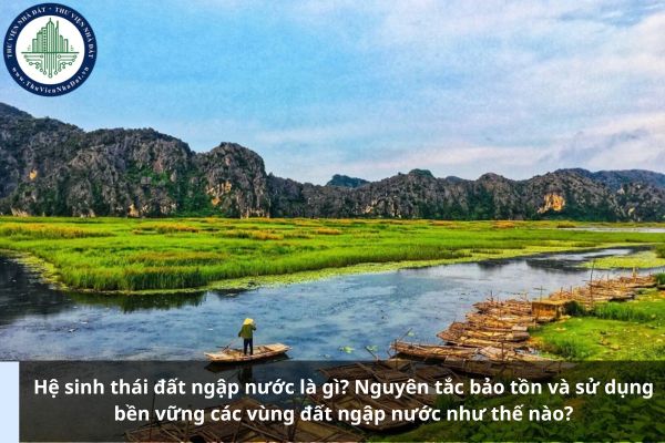Hệ sinh thái đất ngập nước là gì? Nguyên tắc bảo tồn và sử dụng bền vững các vùng đất ngập nước như thế nào?