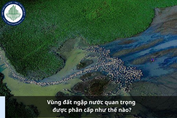 Vùng đất ngập nước quan trọng được phân cấp như thế nào?