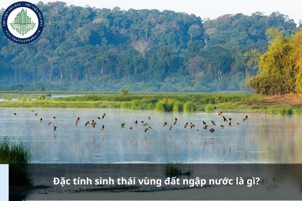 Đặc tính sinh thái vùng đất ngập nước là gì?