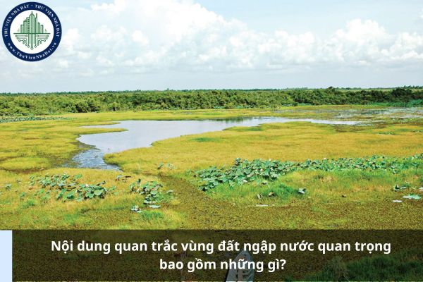 Nội dung quan trắc vùng đất ngập nước quan trọng bao gồm những gì?