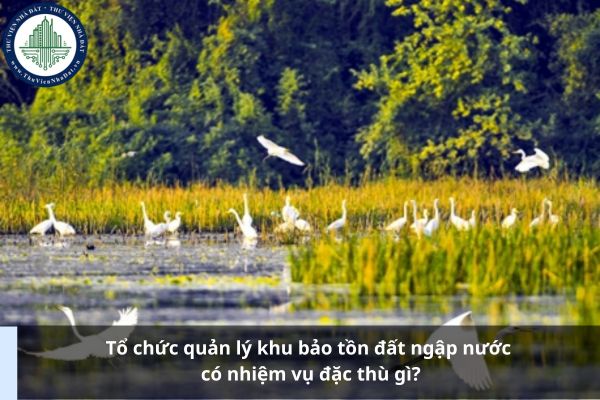 Tổ chức quản lý khu bảo tồn đất ngập nước có nhiệm vụ đặc thù gì?