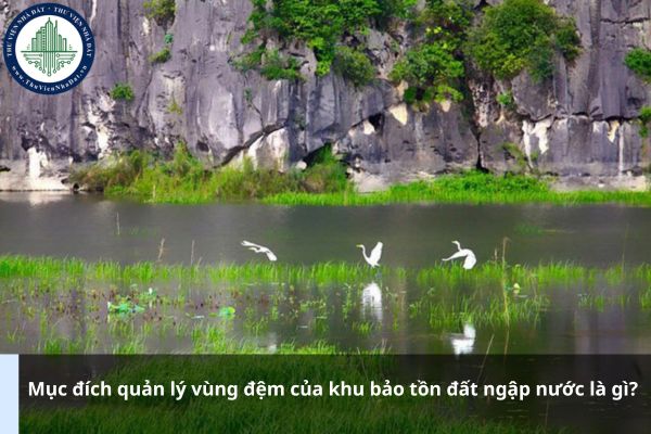 Mục đích quản lý vùng đệm của khu bảo tồn đất ngập nước là gì?