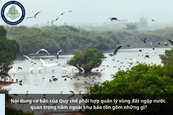 Nội dung cơ bản của Quy chế phối hợp quản lý vùng đất ngập nước quan trọng nằm ngoài khu bảo tồn gồm những gì?