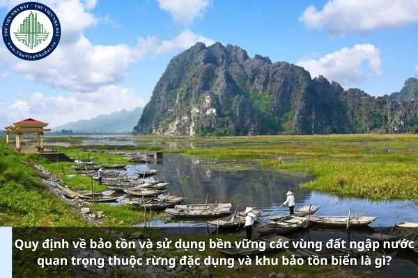 Quy định về bảo tồn và sử dụng bền vững các vùng đất ngập nước quan trọng thuộc rừng đặc dụng và khu bảo tồn biển là gì?
