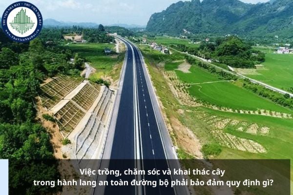 Việc trồng, chăm sóc và khai thác cây trong hành lang an toàn đường bộ phải bảo đảm quy định gì?