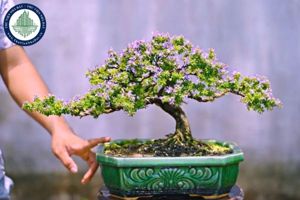 Bonsai là gì? Tết Ất Tỵ nên đặt cây Bonsai ở đâu?