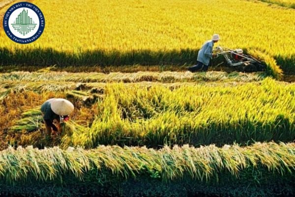 Nghị định 226/2025 sửa đổi quy định về bóc tách và sử dụng tầng đất mặt khi xây dựng công trình trên đất chuyển đổi từ đất lúa sang đất phi nông nghiệp tại Nghị định 112/2024
