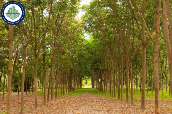 Ký hiệu CLN là loại đất gì và thuộc nhóm đất nào? Có được xây nhà ở trên đất kí hiệu CLN hay không?