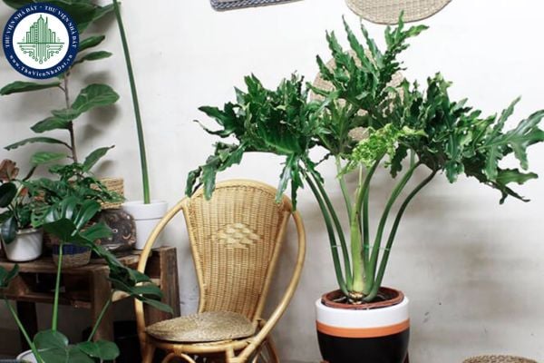 Ý nghĩa phong thủy của trầu bà thanh xuân và cách chăm sóc?