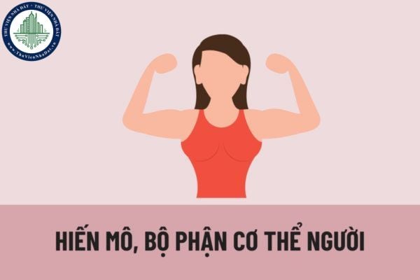 Ai được quyền hiến mô, bộ phận cơ thể người và hiến xác? Thủ tục đăng ký hiến mô, bộ phận cơ thể ở người sống được quy định như thế nào?