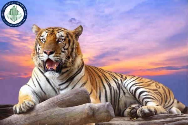 Sự nghiệp của tuổi Bính Dần 1986 trong năm 2025 có gì đáng chú ý?