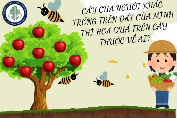 Cây của người khác trồng trên đất của mình thì hoa quả trên cây thuộc về ai?