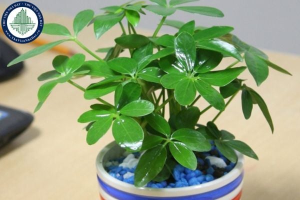 Cây ngũ gia bì hợp tuổi nào, Mệnh nào và ý nghĩa phong thủy?