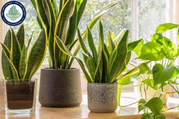 Những loại cây loại bỏ nấm mốc và hơi ẩm trong ngôi nhà của bạn