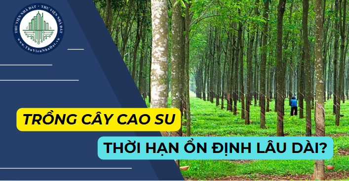 Cá nhân sử dụng ổn định lâu dài với đất trồng cây cao su? (Hình ảnh từ Internet)