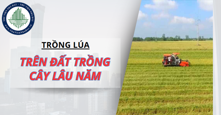 Trồng lúa trên đất trồng cây lâu năm có phải xin phép chuyển mục đích sử dụng đất? (Hình ảnh từ Internet)