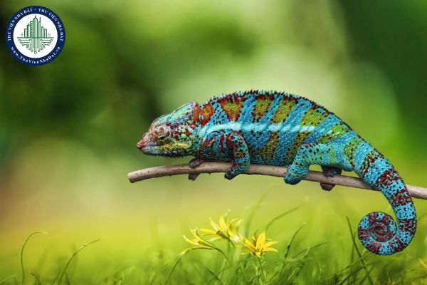 Tắc kè vào nhà có tốt không? Nên làm gì khi gặp tắc kè vào nhà?
