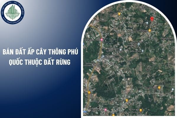 Bán đất ấp Cây Thông Phú Quốc thuộc đất rừng cho tổ chức kinh tế được không?