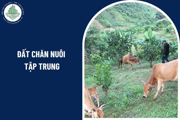 Đất chăn nuôi tập trung có phải là đất nông nghiệp không? Việc sử dụng đất chăn nuôi tập trung phải tuân thủ các quy định nào?