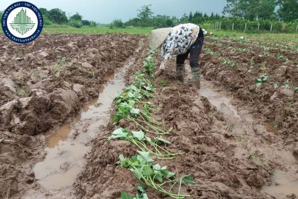 Đất trồng hoa màu là gì theo quy định hiện nay?