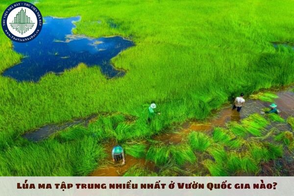 Lúa ma tập trung nhiều nhất ở Vườn Quốc gia nào?