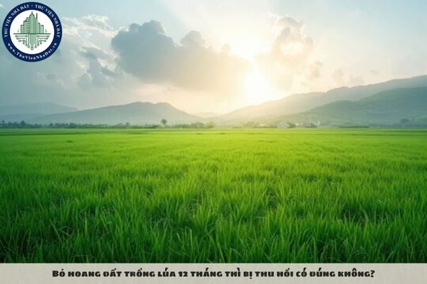 Bỏ hoang đất trồng lúa 12 tháng thì bị thu hồi có đúng không?