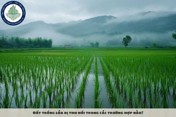 Đất trồng lúa bị thu hồi trong các trường hợp nào?