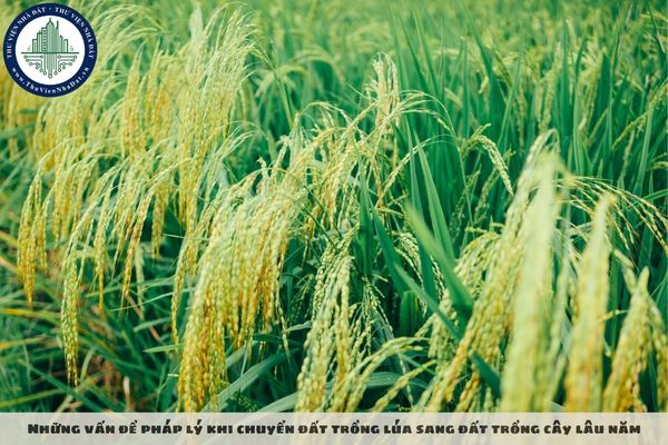 Những vấn đề pháp lý khi chuyển đất trồng lúa sang đất trồng cây lâu năm