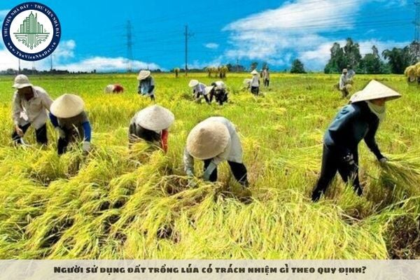 Người sử dụng đất trồng lúa có trách nhiệm gì theo quy định?