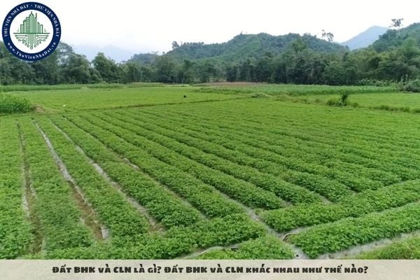 Đất BHK và CLN là gì? Đất BHK và CLN khác nhau như thế nào?