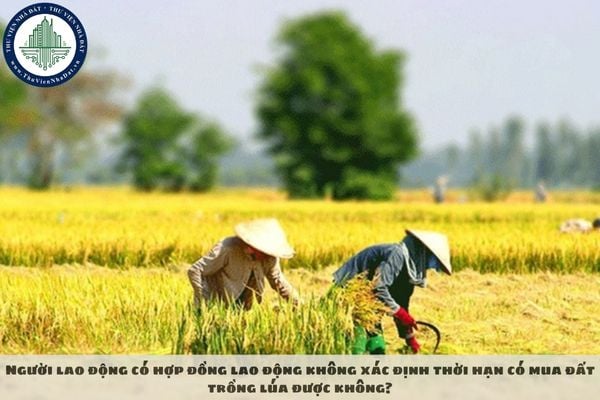 Người lao động có hợp đồng lao động không xác định thời hạn có mua đất trồng lúa được không?