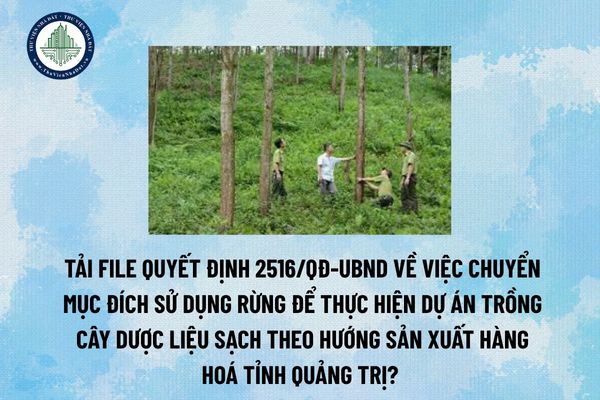 Tải file Quyết định 2516/QĐ-UBND về việc chuyển mục đích sử dụng rừng để thực hiện Dự án Trồng cây dược liệu sạch theo hướng sản xuất hàng hoá tỉnh Quảng Trị? (Hình từ Internet)