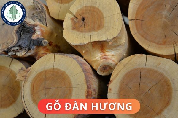 Cách phân biệt gỗ đàn hương thật giả? Ứng dụng của gỗ đàn hương trong đời sống