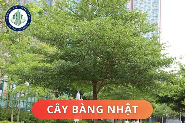 Cây Bàng Nhật có ý nghĩa phong thủy là gì? Cách bố trí cây Bàng Nhật trong không gian sống hợp phong thủy