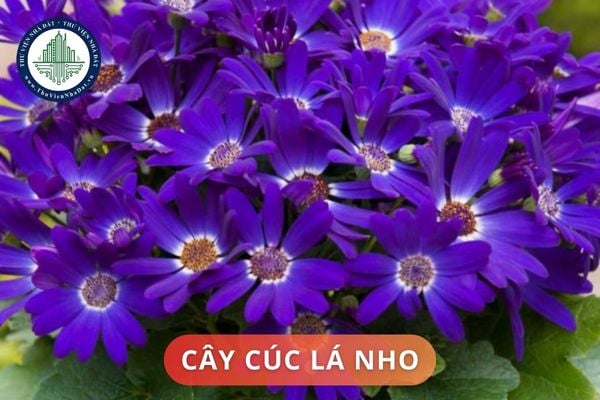 thuviennhadat.vn