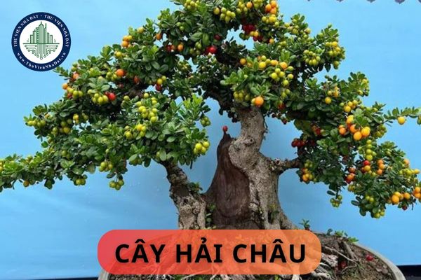 Đặc điểm và ý nghĩa phong thủy của cây hải châu? Ứng dụng của cây hải châu trong đời sống?