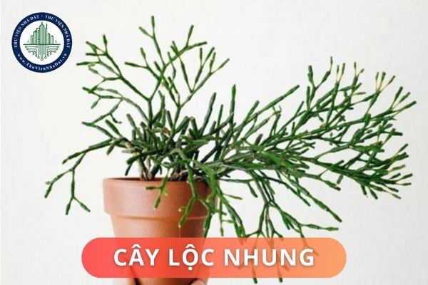 thuviennhadat.vn