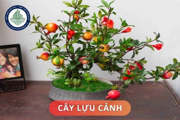 Ý nghĩa phong thủy của cây lựu cảnh là gì? Những vị trí đặt cây lựu cảnh trong nhà hợp phong thủy?