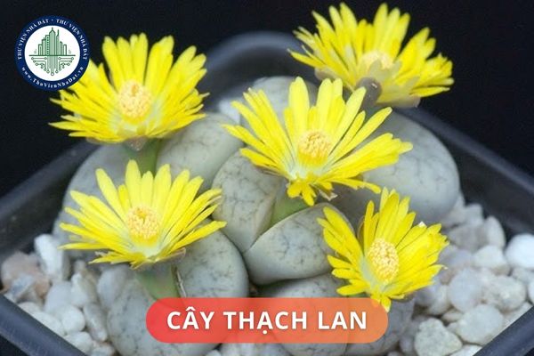  Ý nghĩa phong thủy cây thạch lan là gì? Những vị trí đặt cây thạch lan trong nhà hợp phong thủy?