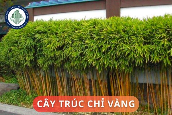 Đặc điểm và ý nghĩa phong thủy cây trúc chỉ vàng? Những vị trí đặt cây trúc chỉ vàng trong nhà hợp phong thủy