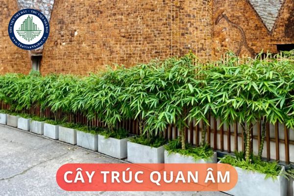 Cây trúc quan âm có ý nghĩa phong thủy gì? Ưu và nhược điểm của cây trúc quan âm?